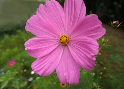 This pink Cosmos bipinnatus, garden cosmos or Mexican aster was standing of a insect meadow  in Neue.jpg