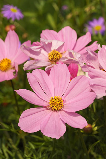 The photograph captures a cluster of pink cosmos flowers in full bloom, set against a backdrop of lu.jpg