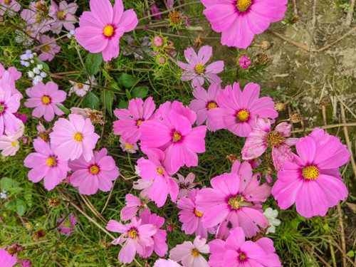 Vibrant Pink Paintbrush Flowers Bloom in Alpine Meadow in Mount Rainier National Park.jpg