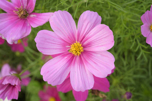 Beautiful flowers in the garden.jpg