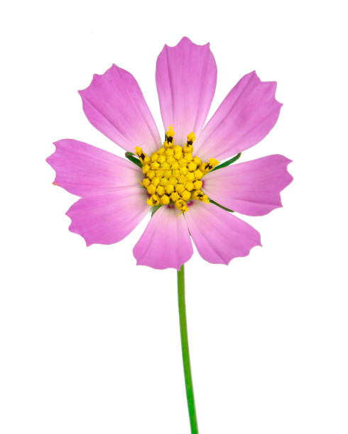 Beautiful bright pink daisy flower isolated on the white background.jpg