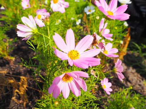 Beautiful of Cosmos flowers blooming in the garden.jpg
