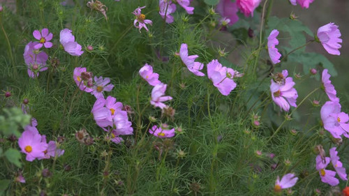 4k, Cosmos flower  and green meadow..jpg