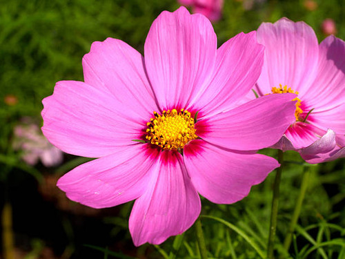 beautiful colorful flowers.jpg