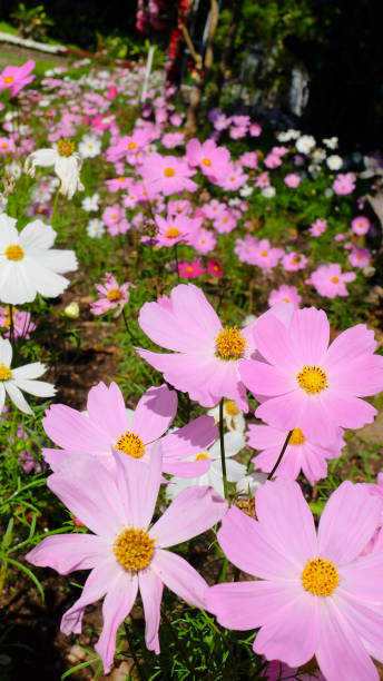 Beautiful flowers blooming in garden.jpg