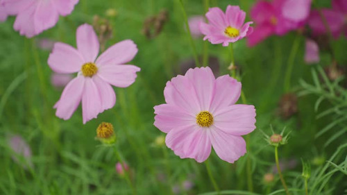 Beautiful pink cosmos flowers blooming in a vibrant garden scene with lush greenery and soft out-of-.jpg