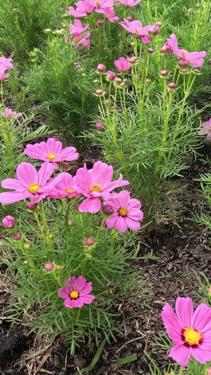 Time-lapse of flowers blooming in a garden..jpg