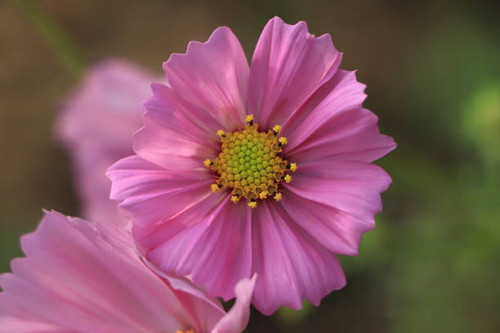 Beautiful Pink Cosmos flowers blooming in the garden..jpg