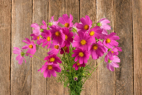 Bouquet of pink cosmos flowers isolated on dark wood background. High resolution photo. Full depth o.jpg