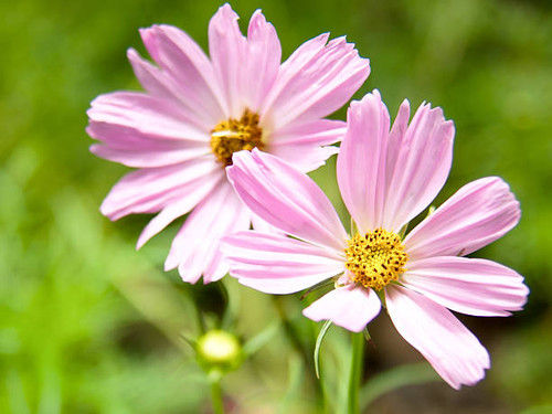 Blossom pink flower in a beautiful day.jpg