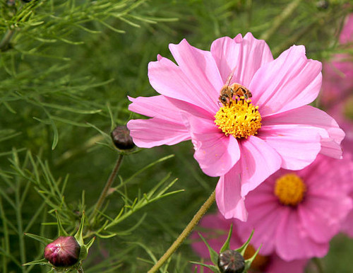 Bee pollinating a flower.jpg