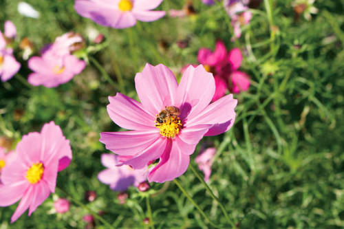 Bees and beautiful pink flowers.jpg