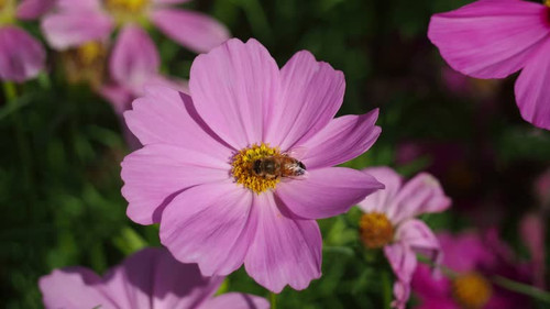 Close-up of bee gathering pink Cosmos flower pollen on spring sunny day.jpg