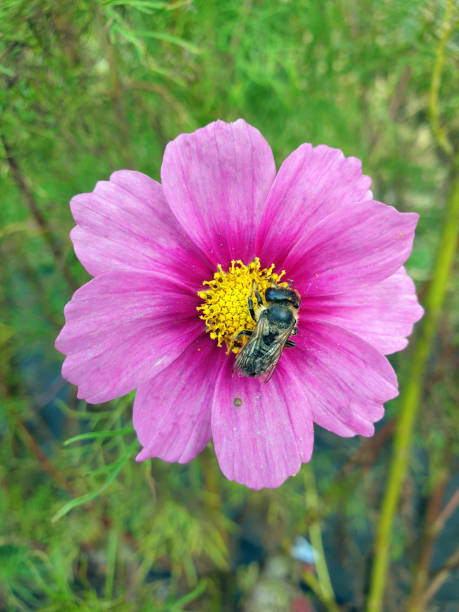 Bee on a flower. Bee pollinates a flower. Bumblebee. Bee on a pink flower..jpg