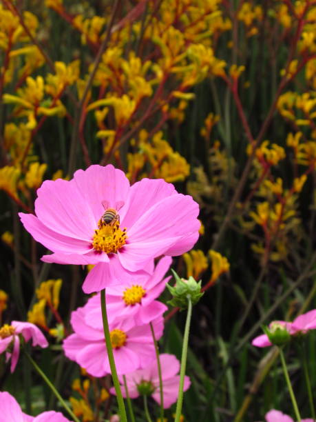 several pink flowers with a bee on top of one of them with yellow flowers as background.jpg