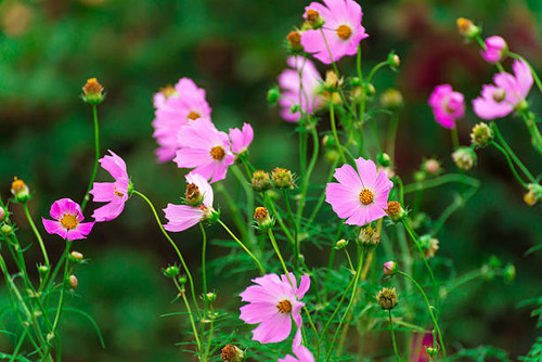 Beautiful pink daisies outdoors.jpg