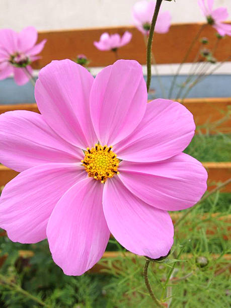 Big pink flower in a english garden UK.jpg