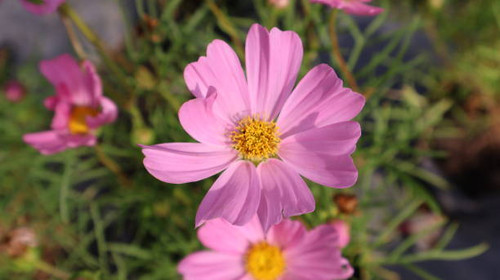 Beauty purple cosmos flower.jpg