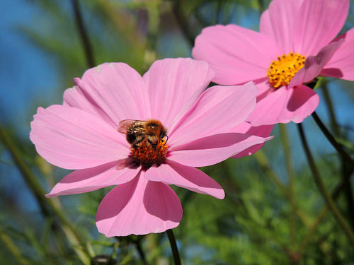 pink flower with bee.jpg