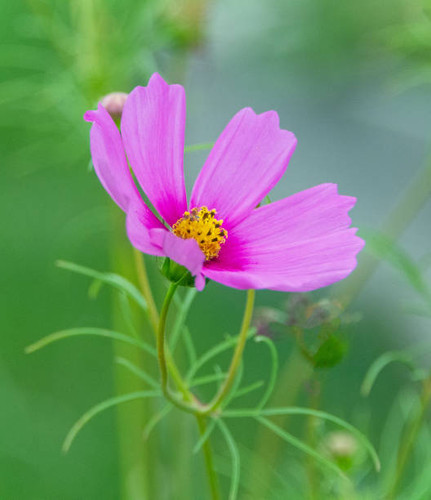 Beautiful wildfower -cosmos-in full bloom- Howard County, Indiana.jpg