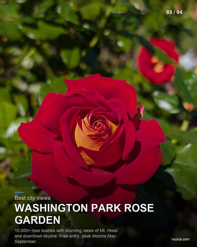 slide 03 washington park rose.jpg