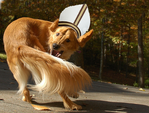 pope chasing tail.jpg