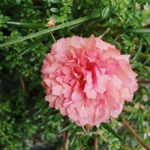 ylive portulaca 9 o clock peach.jpg