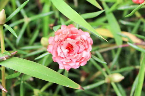 It has smooth, reddish, mostly prostrate stems and alternate leaves clustered at stem joints and end.jpg