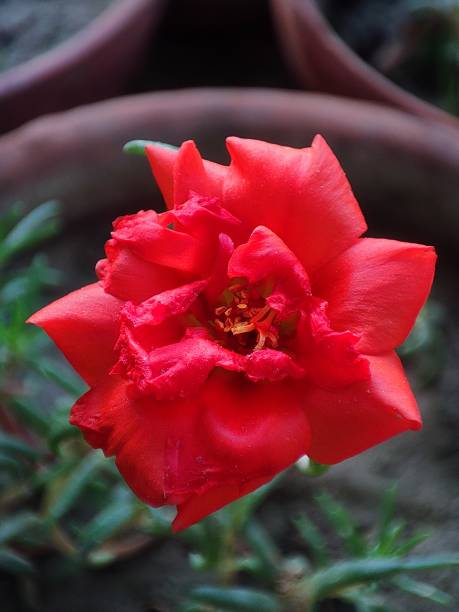 Beautiful red portulaca (Portulaca grandiflora) or sometimes known as the Sun Rose or Moss Rose..jpg