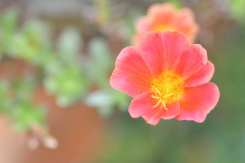 Portulaca oleracea,pussley or rose mose flower.jpg