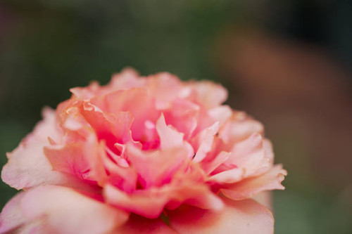 Portulaca oleracea flower peach color blooming in home garden in the morning..jpg