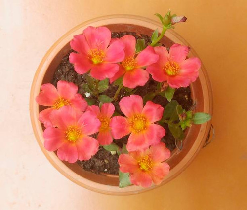Portulaca oleracea (common purslane also known as verdolaga, red root, or pursley) is an annual succ.jpg