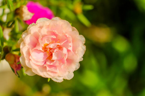 portulaca oleracea blooming, Common Purslane or Verdolaga flower.jpg