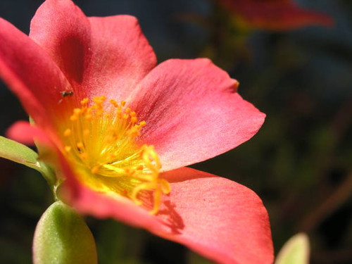 Extreme close-up of red morning flower with ant..jpg