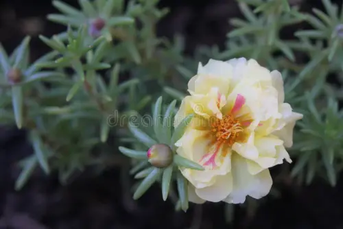 moss rose moss rose purslane plant butter yellow cream flowers 185877707.webp