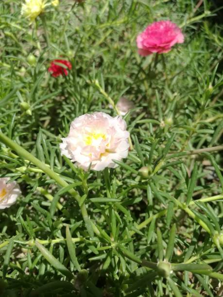 Magenta pulsing stems spread along the surface of the foliage: single leaves. Alternating oval leave.jpg