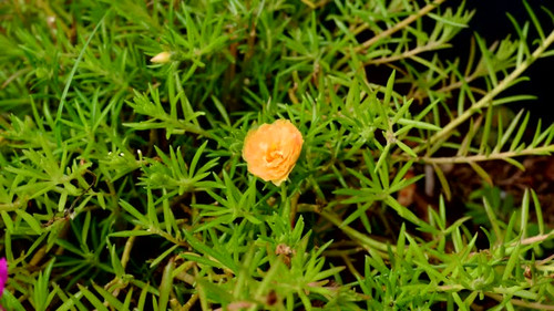 Sun plant flower is blooming when touching sunlight in the morning..jpg