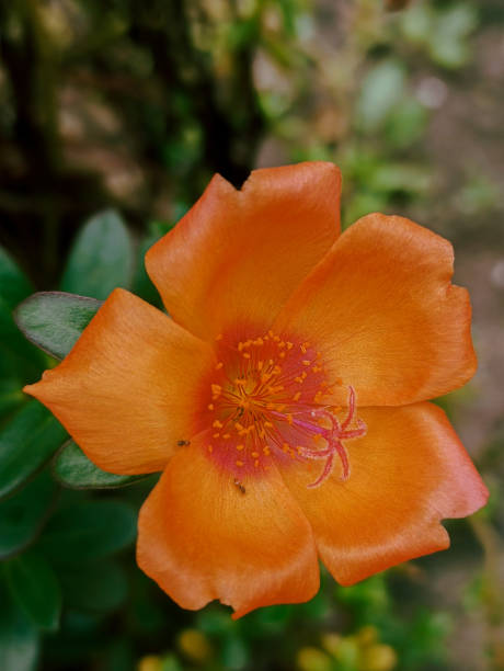 Yellow Flower Bloom In The Morning.jpg