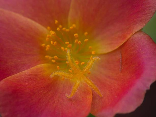 Macro photography of a red Moss Rose purslane in full bloom. This ornamental garden plant displays v.jpg