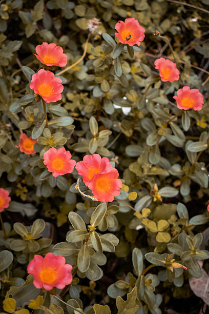 Soft coral blossoms glowing against lush green foliage create a serene, dreamy garden scene that bri.jpg