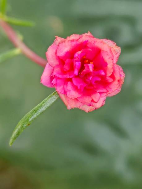 Selective focus of a pink Moss-rose purslane flower or Japanese rose flower in the garden with blurr.jpg