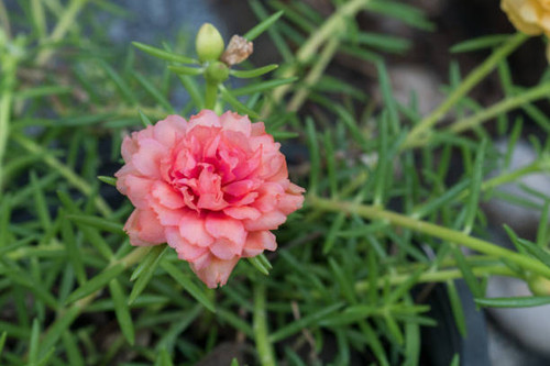 Sweet pink flower background.jpg