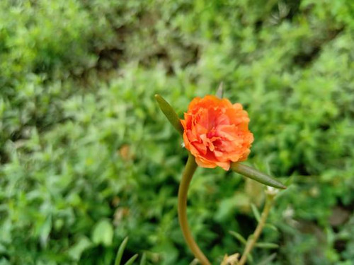 Small orange flowers that grow in the garden.jpg