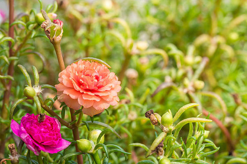 Sunset with flower. Soft Focus.jpg