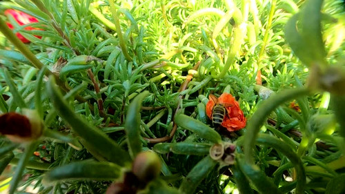 Small bee pushing and trying to find pollen in the red flower. Concept for persistence and hard work.jpg