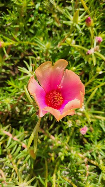 The simple pink flower of Portulaca features fine, delicate petals in a vibrant pink hue. Its simple.jpg