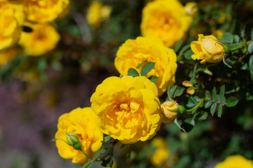Yellow rosehip Bush in bloom on a bright sunny day.jpg
