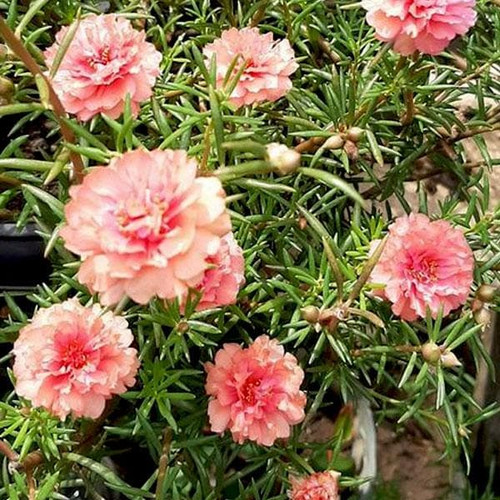 nurserylive portulaca 9 o clock peach plant 1.jpg
