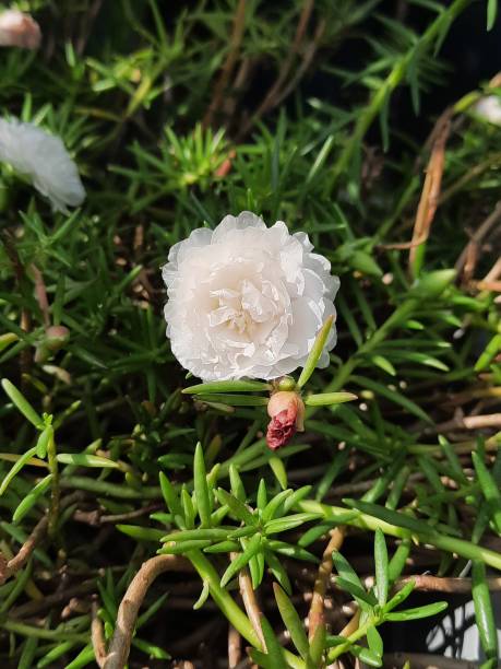 Close up of white flower at the garden..jpg
