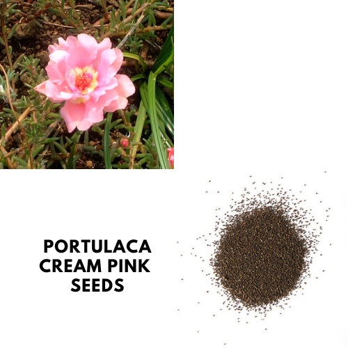 Portulaca Cream Pink.jpg